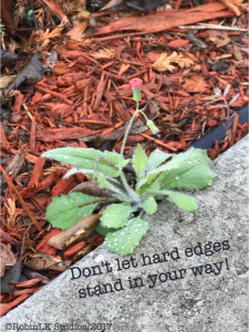 a weed pushes through the concrete edge